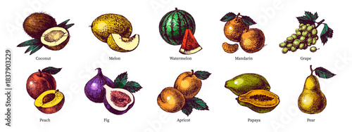 Sketch colorful fruit set. Whole with cut half. Superfood nutrition, packaging design, menu, farm market concept. Hand drawn engraving vector isolated illustration.