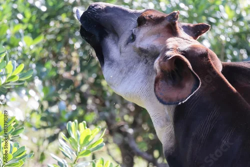 Fototapeta samoprzylepna オカピ