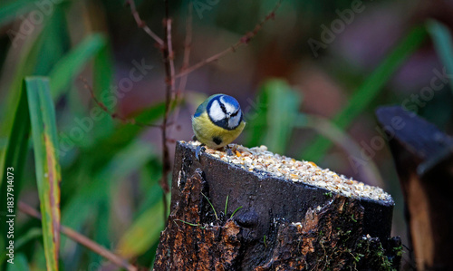 Bluetit feeding on a log in the woods