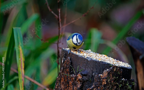 Bluetit feeding on a log in the woods