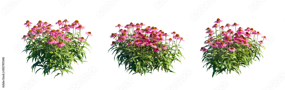Fototapeta premium Echinacea Purpurea (Purple Coneflower) herbaceous perennial isolated PNG on a transparent background premium nature cutout