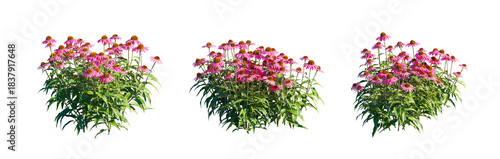 Echinacea Purpurea (Purple Coneflower) herbaceous perennial isolated PNG on a transparent background premium nature cutout
