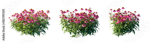 Echinacea Purpurea (Purple Coneflower) herbaceous perennial isolated PNG on a transparent background premium nature cutout