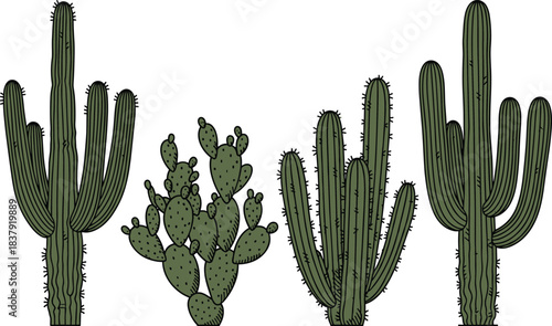 Four green desert cacti with black outlines on white background cactus plant