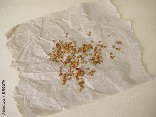 Tomato seeds extracted from garden tomatoes