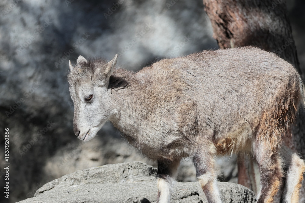 Fototapeta premium スーチョワンバーラル