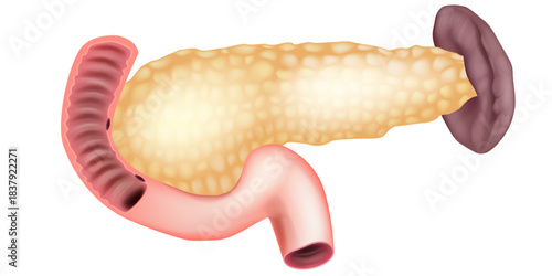 Pancreas Anatomy with Duodenum and Spleen Medical Illustration. Human Pancreas Structure with Surrounding Organs Detailed Anatomical Art