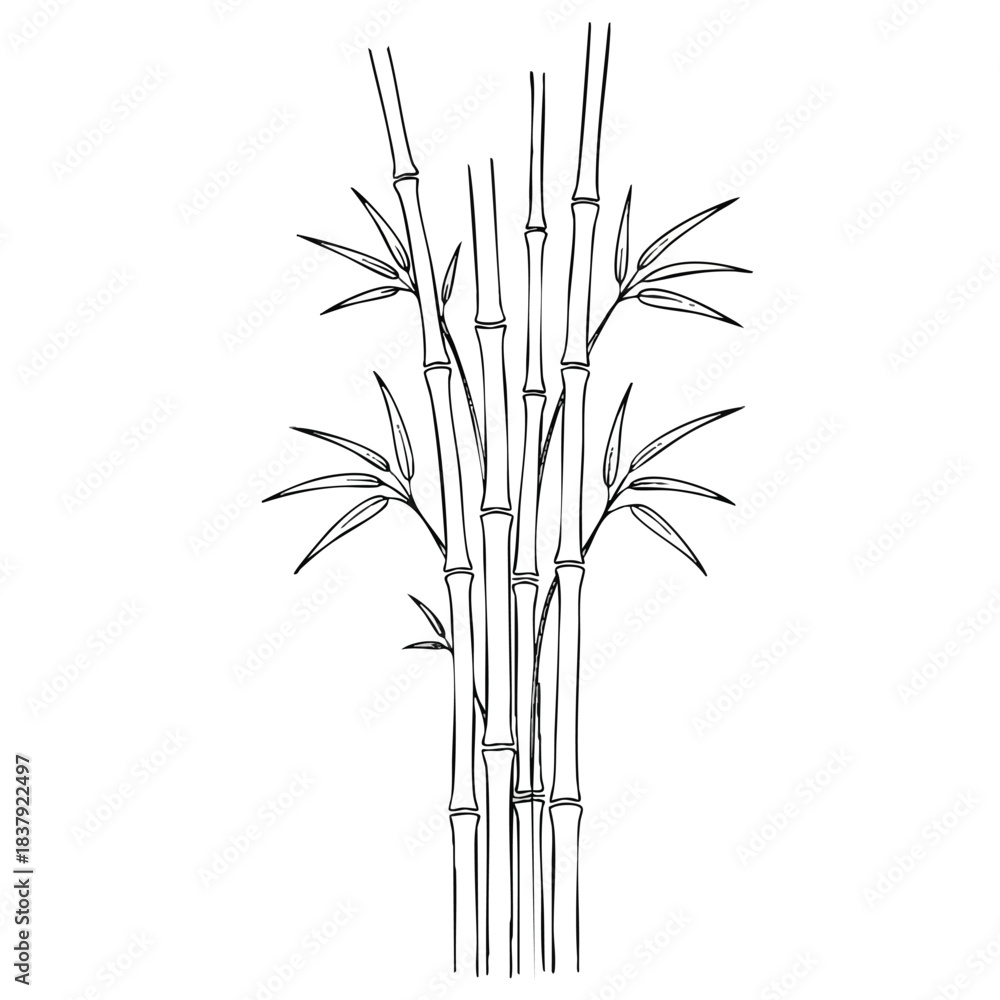 Obraz premium Line drawing of bamboo stalks with leaves on a white background in a simple, illustrative style.