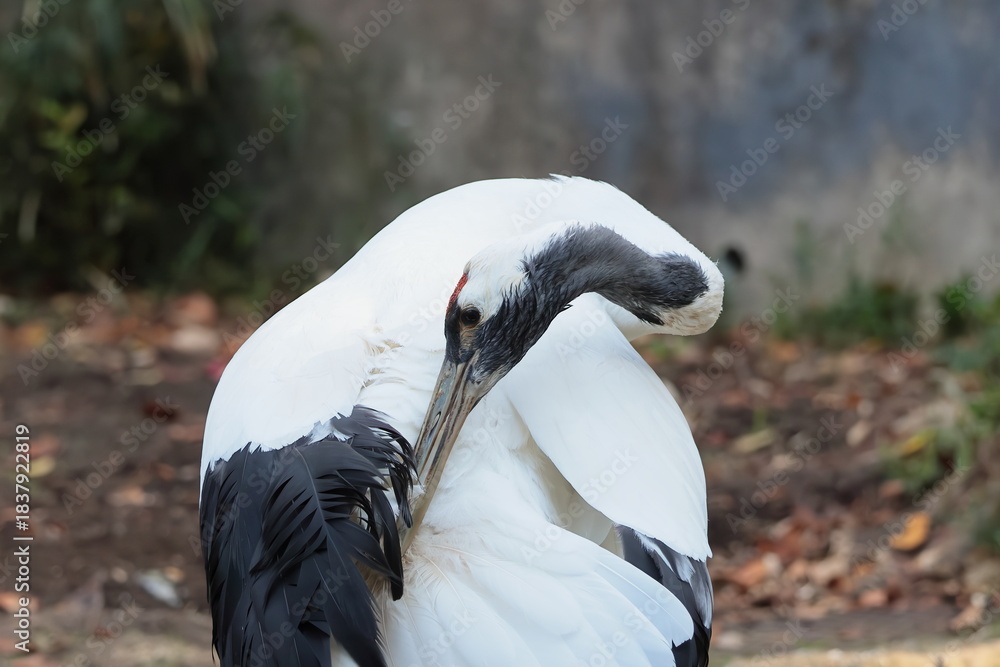 Fototapeta premium タンチョウ
