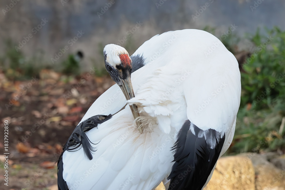 Fototapeta premium タンチョウ