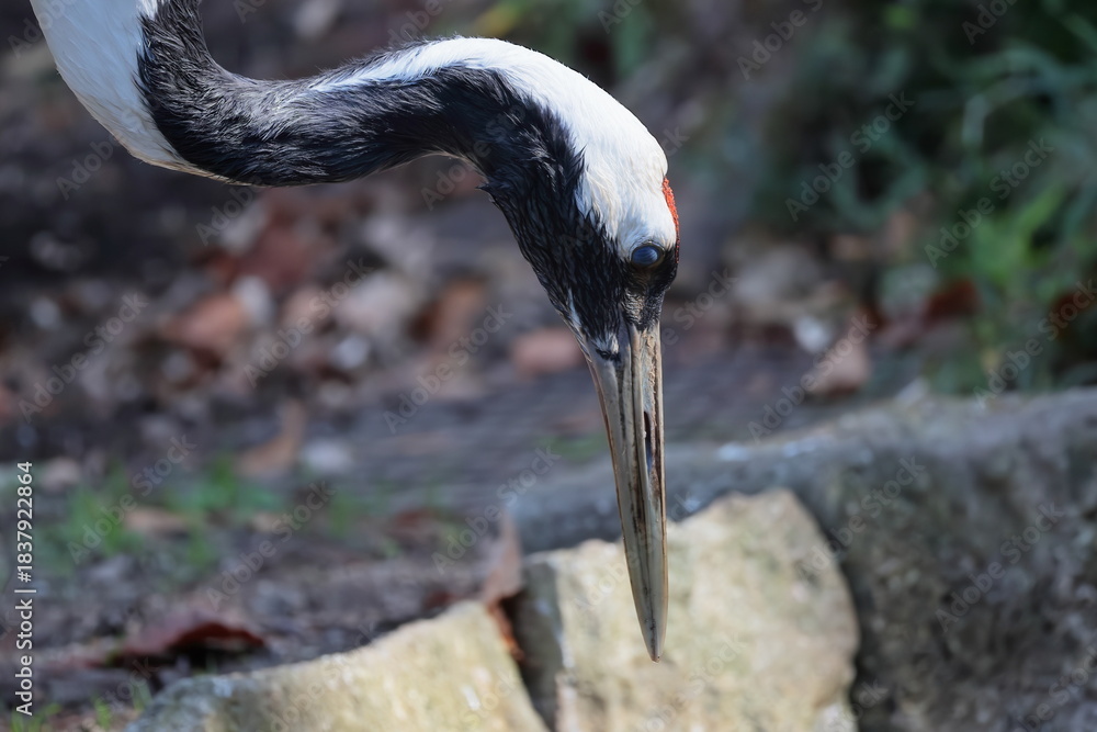 Naklejka premium タンチョウ