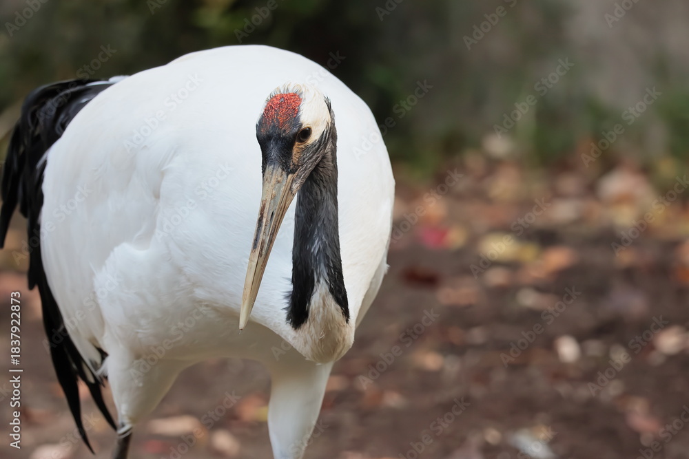 Fototapeta premium タンチョウ