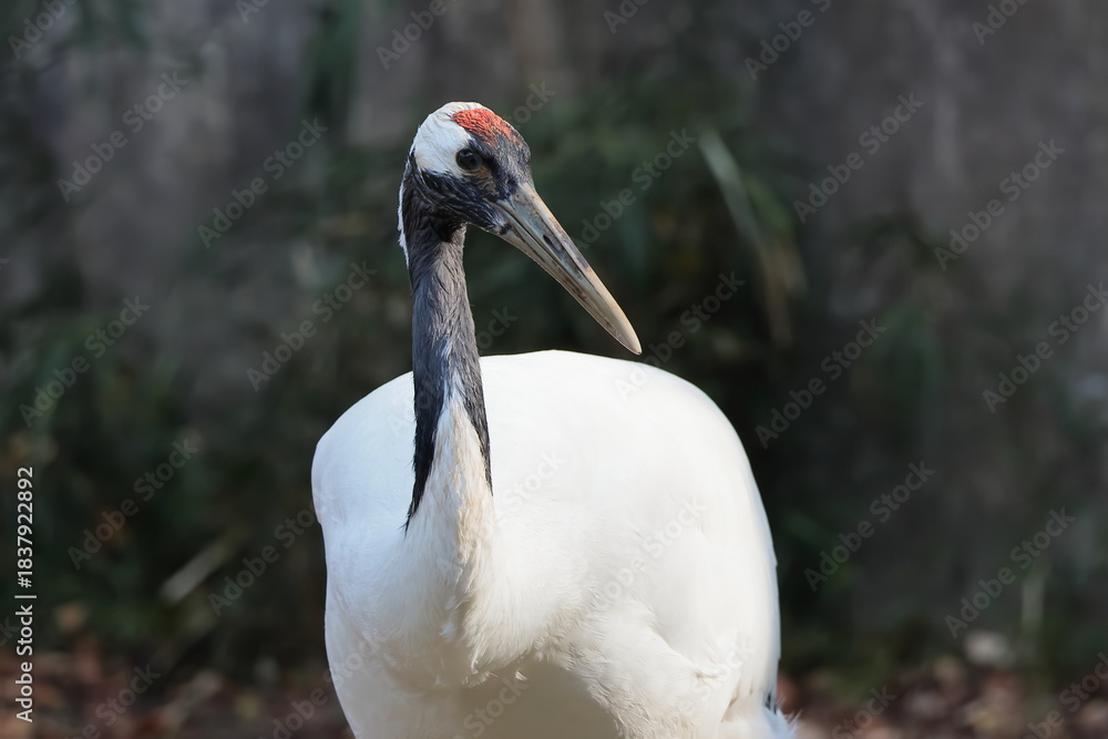 Naklejka premium タンチョウ