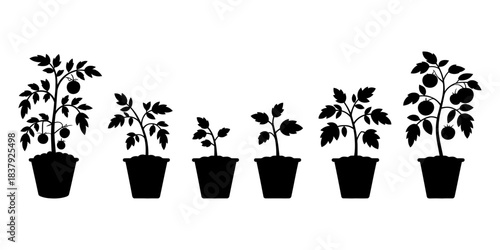Set of tomato plant growth stages silhouettes in pots