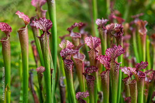 Carnivorous flower growing in the garden in summer, selective focus.