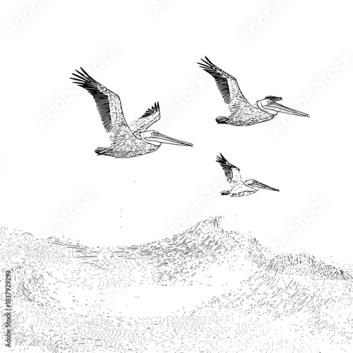 Pelican flight drawing over ocean waves illustration black and white line art seabirds in coastal scene design