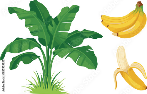 Banana Tree Plant, Ripe Fruit Bunch, and Peeled Yellow Banana Vector Illustration Set for Tropical Food and Natural Growing