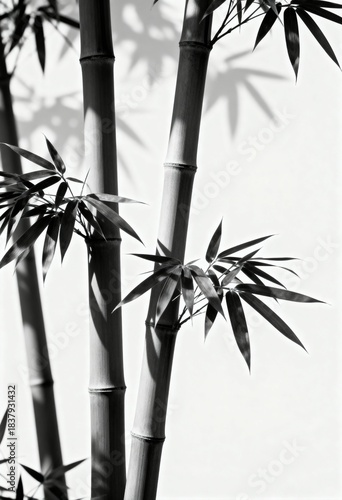 Graphic Illustration of Ficus Elastica Leaves