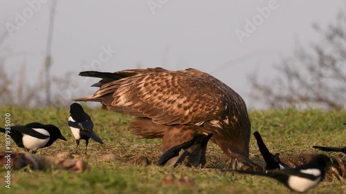 White-tailed eagle	