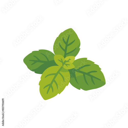 Fresh green mint aromatic herb leaves, isolated flat style vector illustration