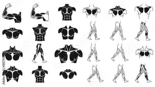 Anatomy illustrations of human muscles isolated on white background