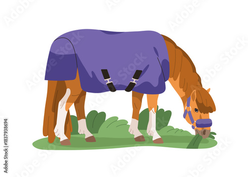 Pony grazing in pasture. Horse standing on summer meadow, eating grass. Foal, equine animal in blanket cover, halter gear in countryside field. Flat vector illustration isolated on white background
