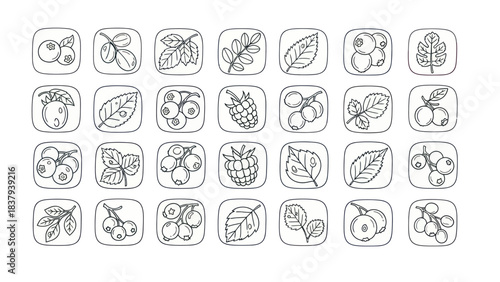 Berry and leaf icons set vector illustrations for design and decor