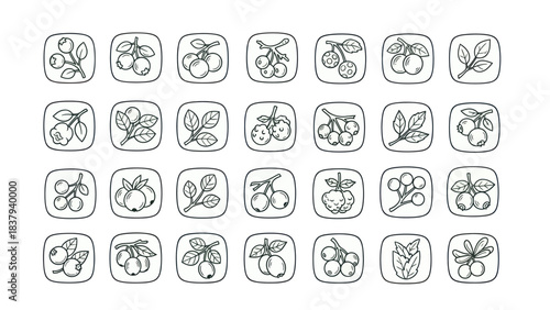 Berry icon set vector illustrations of various fruit and foliage