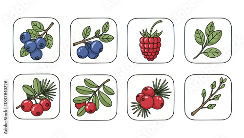 Berry icons set blueberry raspberry cranberry and leafy branch illustrations