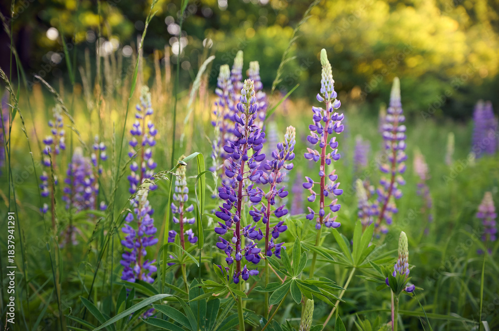Obraz premium Purple lupin flowers blooms in the field in warm sunshine.
