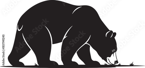 Silhouette of a bear foraging on grass Keywords: bear, animal, wildlife, foraging, eating, grass