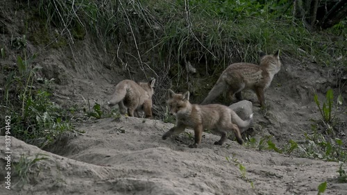 Three red foxes at twilight (Vulpes vulpes)