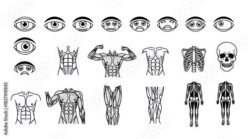 Anatomical human body and eye icons set medical science illustration