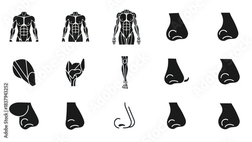 Black and white anatomical illustrations of human body parts and structures