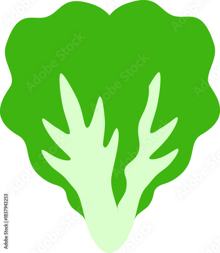 Chinese Cabbage, Vegetable Flat Style Illustration