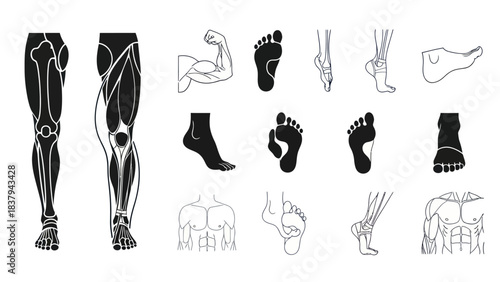 Anatomical illustrations of human body parts in black and white outline