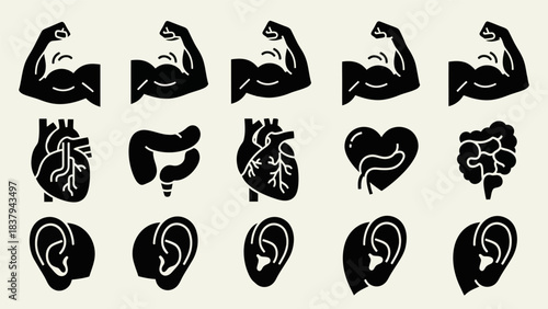 Black and white anatomical illustrations of human body parts isolated