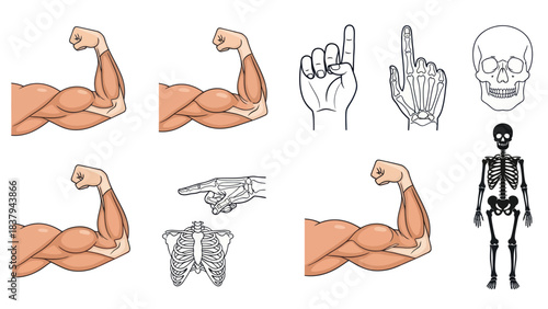 Anatomical illustrations of human musculature skeletal systems and hand poses