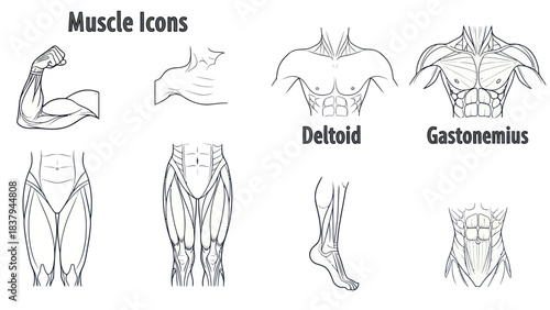 Anatomical muscle diagrams vector illustrations for educational and medical use