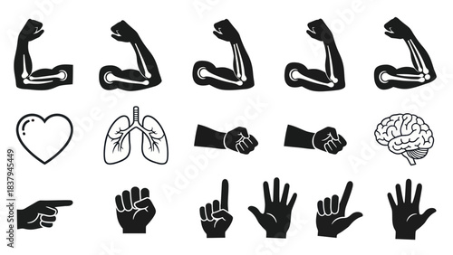 Anatomy icons set of body parts and organs for educational use