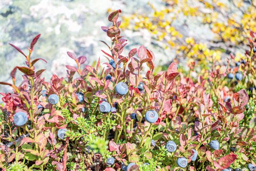 flowers in spring