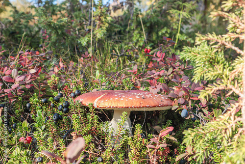 fly agaric mushroom