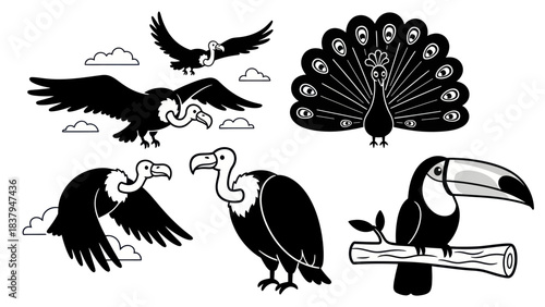 Black and white birds illustration set vultures peacock toucan on white