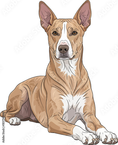 Indian Pariah Dog lying down relaxed alert raised head
