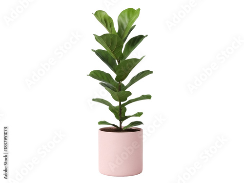 Fényképezés Isolated fiddle leaf fig in a decorative pot, modern interior plant for home dec