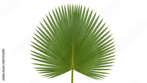 Photos Isolated Green Leaf of Palmetto Fan Palm Tree, Tropical Summer Vacation Botanica