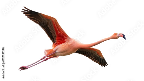 Foto Isolated Flamingo in Flight, Spreading Wings, Pink Bird with Long Neck and Legs