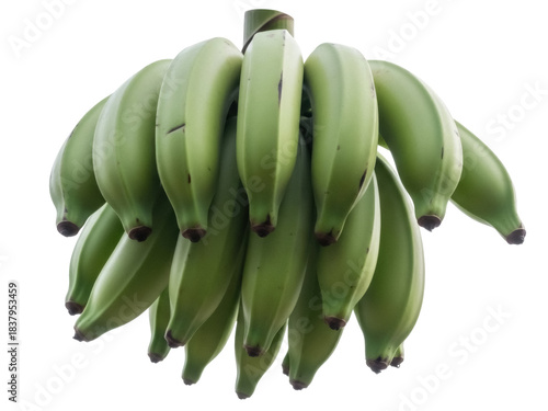 Isolated bunch of green plantain fruit ready to cook, a tropical starchy carbohydrate source food