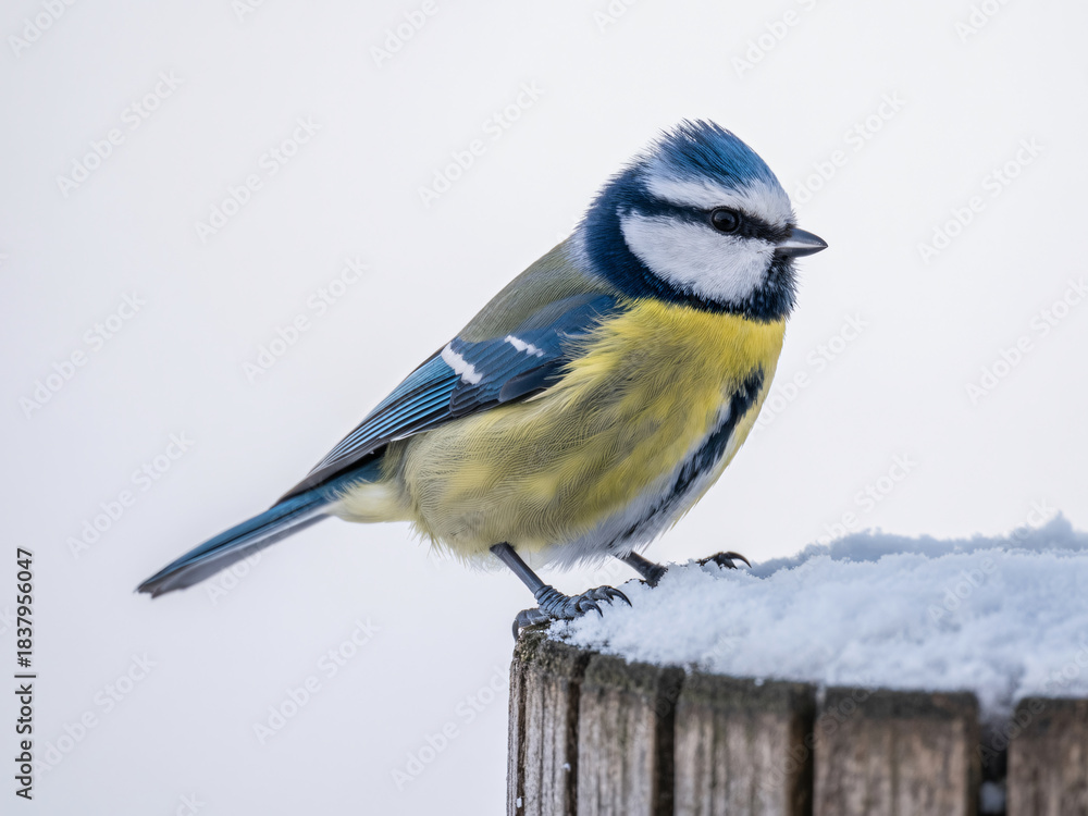 Fototapeta premium Vibrant blue tit bird perched bravely on a snow covered wooden post against a bright winter sky