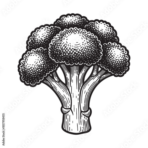 Broccoli Vintage Engraving Illustration